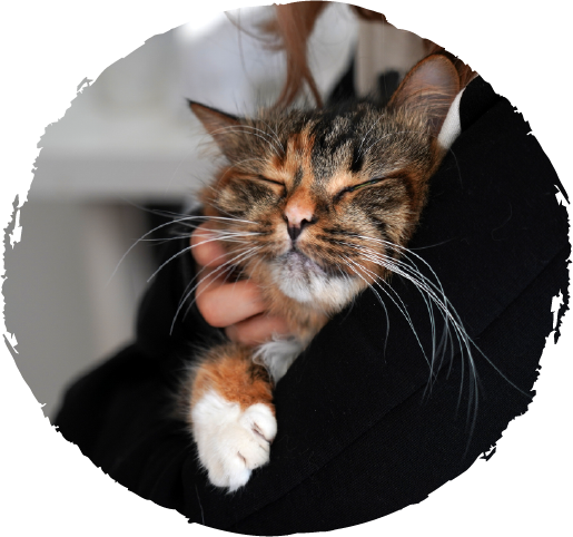 Urgent Vet Care for Cats and Dogs